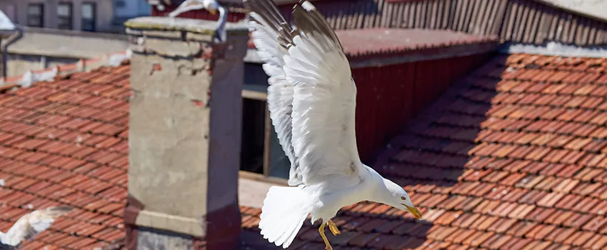 Residential Chimney Animal Removal Solution in Haslett, MI
