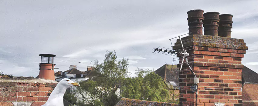 Chimney Cleaning And Restoration in Haslett, Michigan
